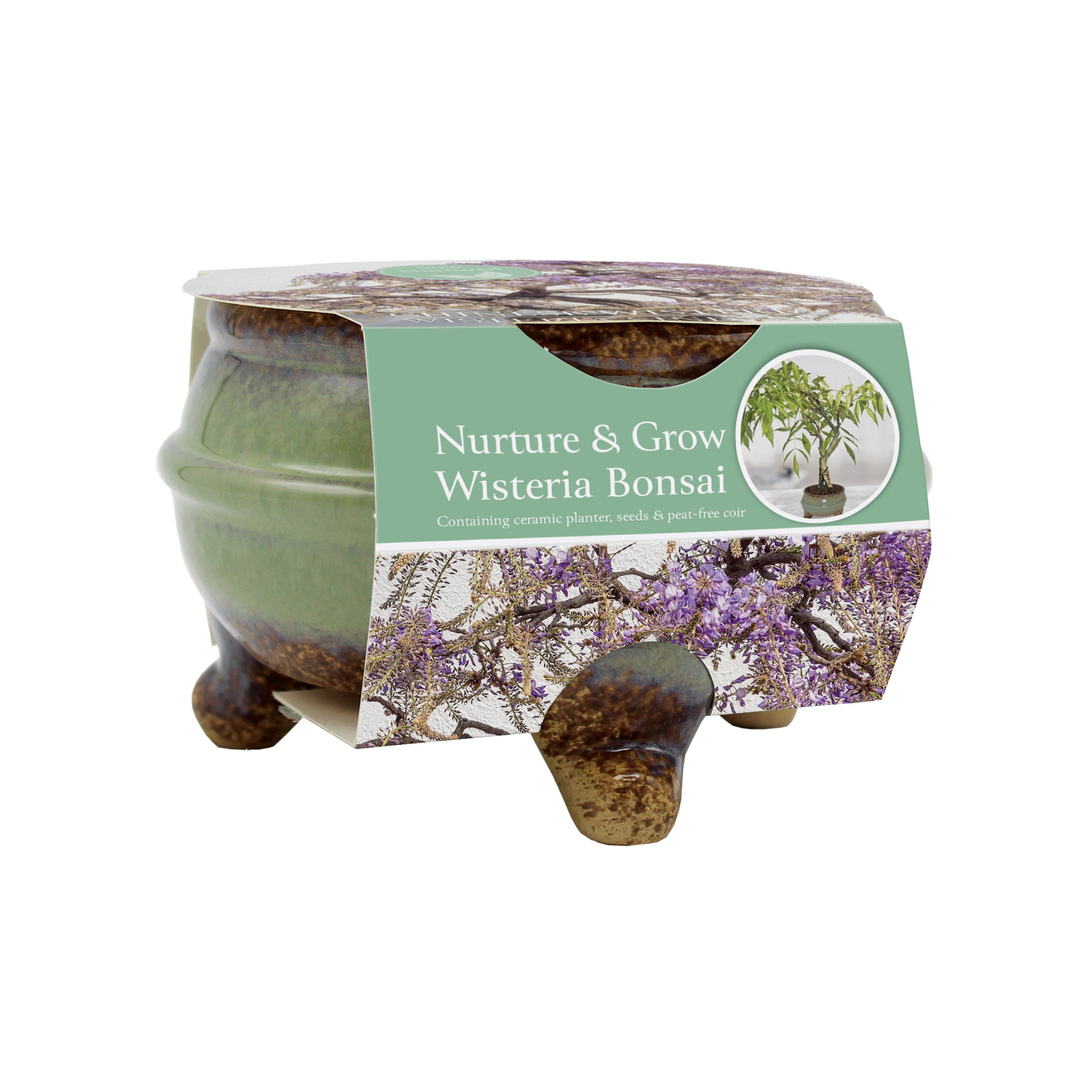 wisteria bonsai tree for sale uk Sow Nurtured Wisteria Bonsai Grow Set – Marie Curie Online Shop
