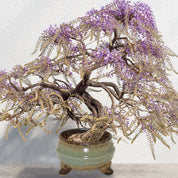 Sow Nurtured Wisteria Bonsai Grow Set