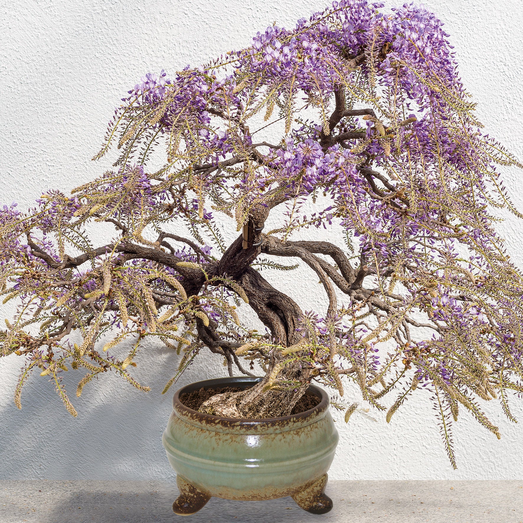 wisteria bonsai trees for sale Sow Nurtured Wisteria Bonsai Grow Set – Marie Curie Online Shop
