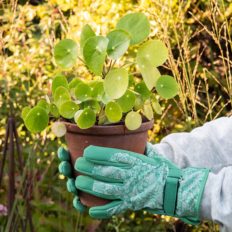 William Morris Gardening Gloves Set in Wooden Box