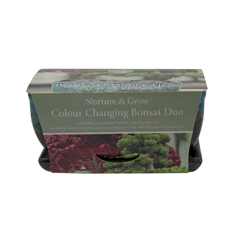Indoor Bonsai Duo Set - Pine and Sweet gum