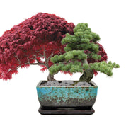 Indoor Bonsai Duo Set - Pine and Sweet gum