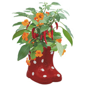 Chilli Wellyboot Grow Set