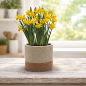 Daffodil Grow Set with Ceramic Pot