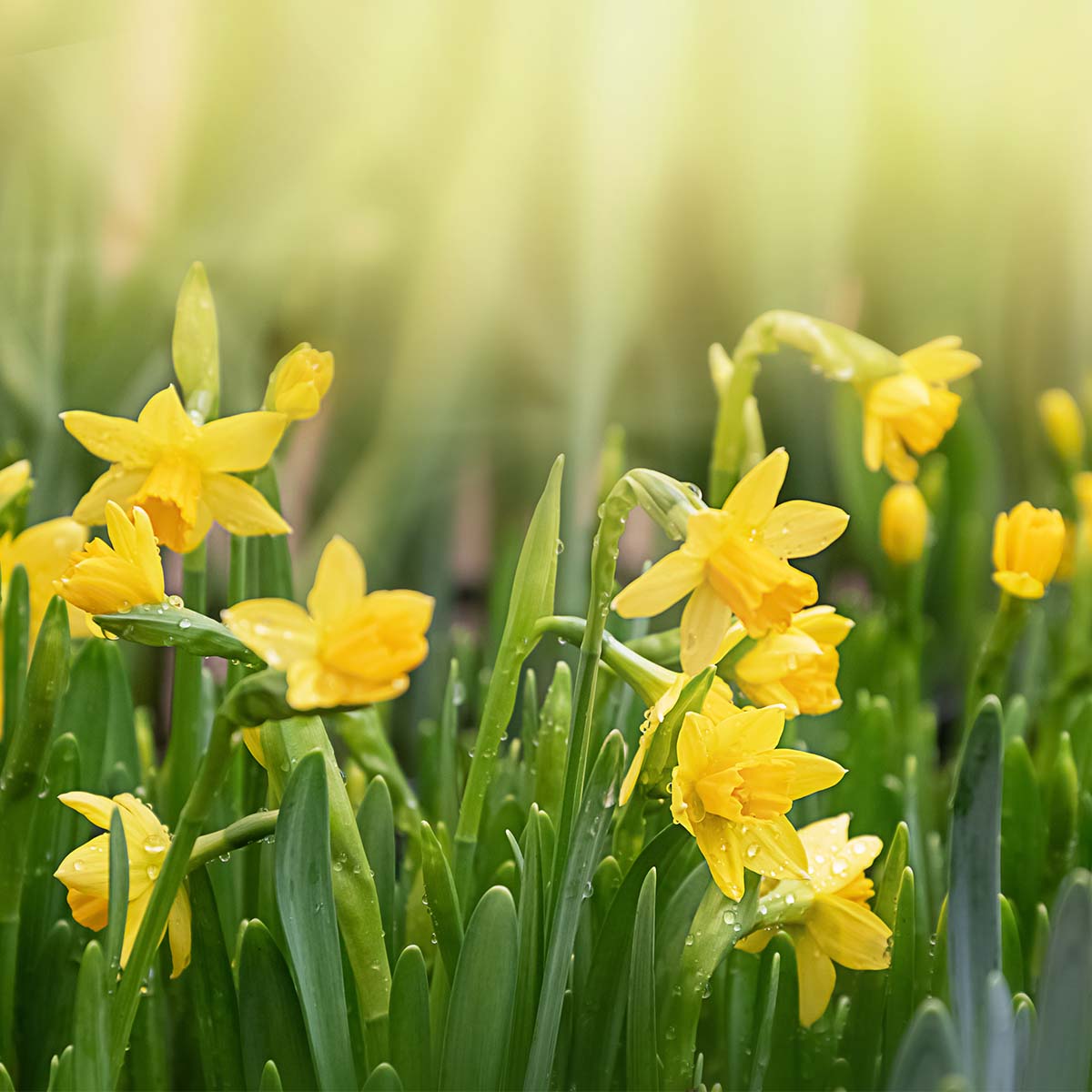 Daffodils eCards