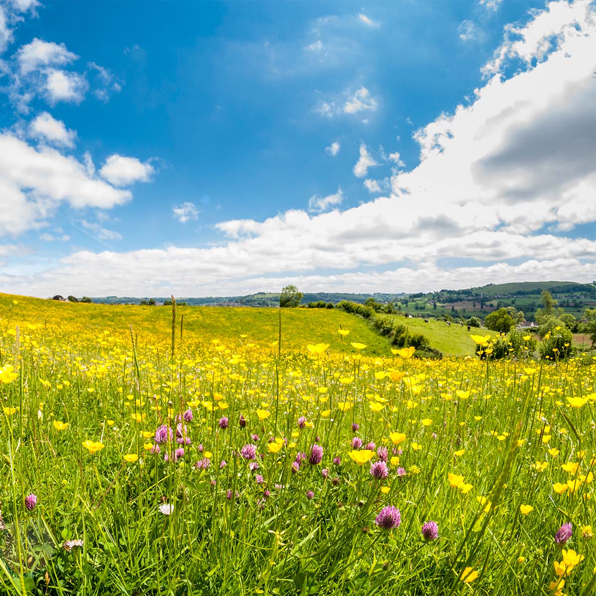 Field of daffodils eCard